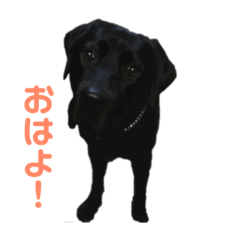 [LINEスタンプ] 黒ラブ あお 