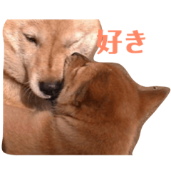 [LINEスタンプ] 我が家の北海道犬 