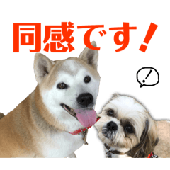 [LINEスタンプ] 柴犬とシーズー犬のスタンプ 日常編 