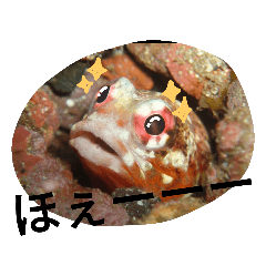 [LINEスタンプ] ダイバーの気持ち 