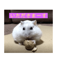 [LINEスタンプ] ハムスター白＆黒