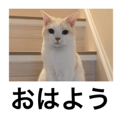 [LINEスタンプ] にゃんたち4