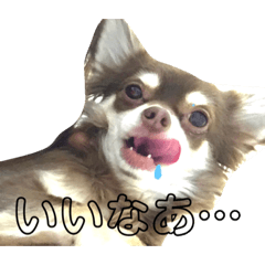 [LINEスタンプ] チワワの元太のスタンプ