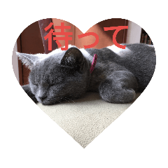[LINEスタンプ] 飼い猫「くう」のスタンプ 3