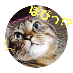 [LINEスタンプ] まぉら語スタンプ