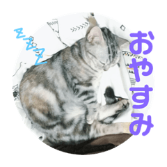 [LINEスタンプ] 猫のスタンプ①