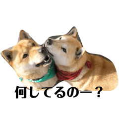 [LINEスタンプ] 我が家の北海道犬2