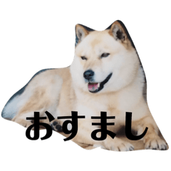 [LINEスタンプ] 我が家の北海道犬3〜番外編
