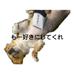 [LINEスタンプ] ウチのチワワ