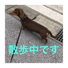 [LINEスタンプ] ダックスのリキ