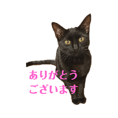 [LINEスタンプ] 黒猫クロナの画像（メイン）
