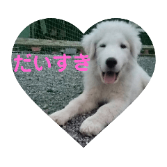 [LINEスタンプ] グレートピレニーズの小太郎