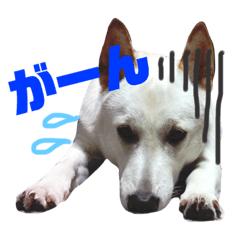 [LINEスタンプ] 白いわんこ はるちゃん