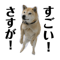 [LINEスタンプ] 我が家の北海道犬4