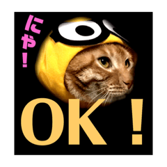 [LINEスタンプ] みーこたスタンプ