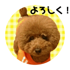 [LINEスタンプ] トイプーmintoのスタンプ❤️