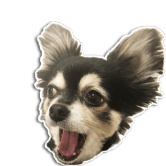 [LINEスタンプ] チワワのチャッピー2