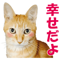 [LINEスタンプ] 可愛い猫兄弟スタンプ