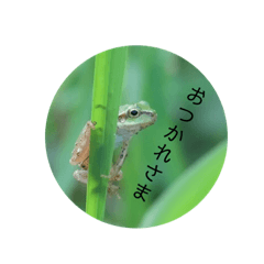 [LINEスタンプ] 爬虫類のスタンプ