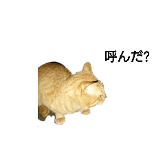 [LINEスタンプ] 近所の野良 