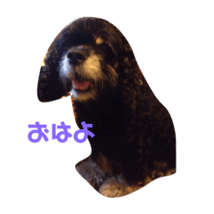[LINEスタンプ] 愛犬と愛猫スタンプ 