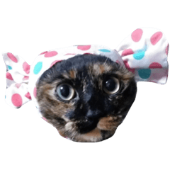[LINEスタンプ] さびねこのわさびちゃん 