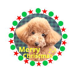 [LINEスタンプ] トイプードル日常5(冬)クリスマス お正月