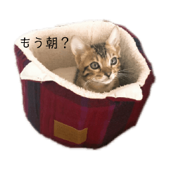 [LINEスタンプ] メレ 