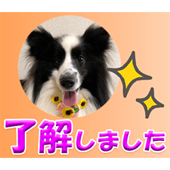 [LINEスタンプ] シェルティの日常会話