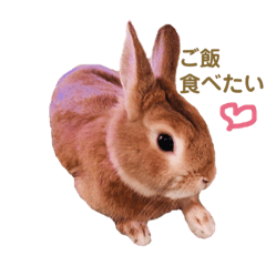 [LINEスタンプ] 写真スタンプうさぎのモカちゃん❤︎ fetchpriority=high