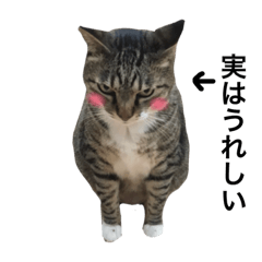 [LINEスタンプ] おこる猫スタンプ2