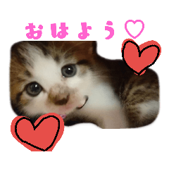 [LINEスタンプ] 赤たん猫ちゃん