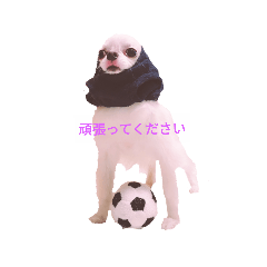 [LINEスタンプ] チワワのぼく 