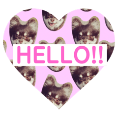 [LINEスタンプ] チョコタンチワワちゃん 
