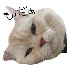 [LINEスタンプ] ねこ (スコ ちくわ)