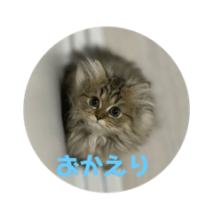 [LINEスタンプ] チンチラのミラちゃん 