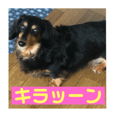 [LINEスタンプ] れお、ミクの嬢の日常 