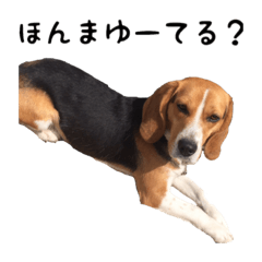[LINEスタンプ] こたろうの関西弁
