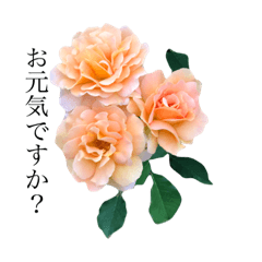 [LINEスタンプ] yasuおばさんの薔薇のささやき