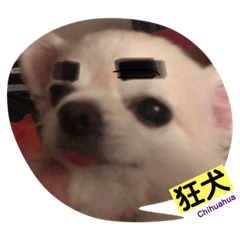 [LINEスタンプ] 狂犬チワワスタンプ