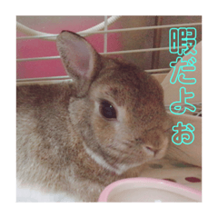 [LINEスタンプ] うさぎのいる生活。