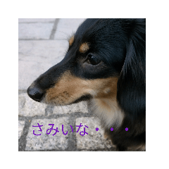 [LINEスタンプ] ショコラと仲良しな仲間達