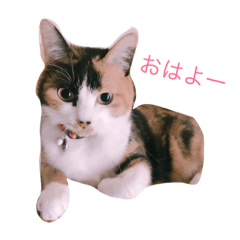 [LINEスタンプ] 猫のてんちゃんスタンプ