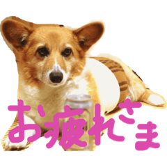 [LINEスタンプ] ぽっちゃりコーギーはなさんの日常。5