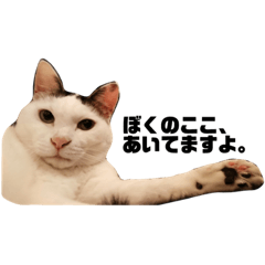 [LINEスタンプ] ねこばっか 