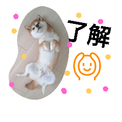 [LINEスタンプ] 柴犬ゆきち へそ天版