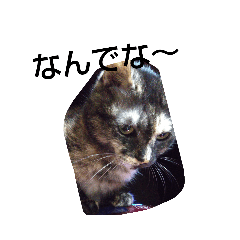 [LINEスタンプ] がむじゃ