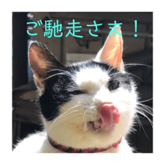 [LINEスタンプ] キャッツの日常2 