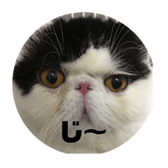 [LINEスタンプ] エキゾチックショートヘア もちお 