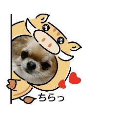 [LINEスタンプ] チワワのLilyとうさぎのmimi 2